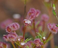 Trachymene cyanopetala