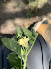 Physalis chenopodifolia