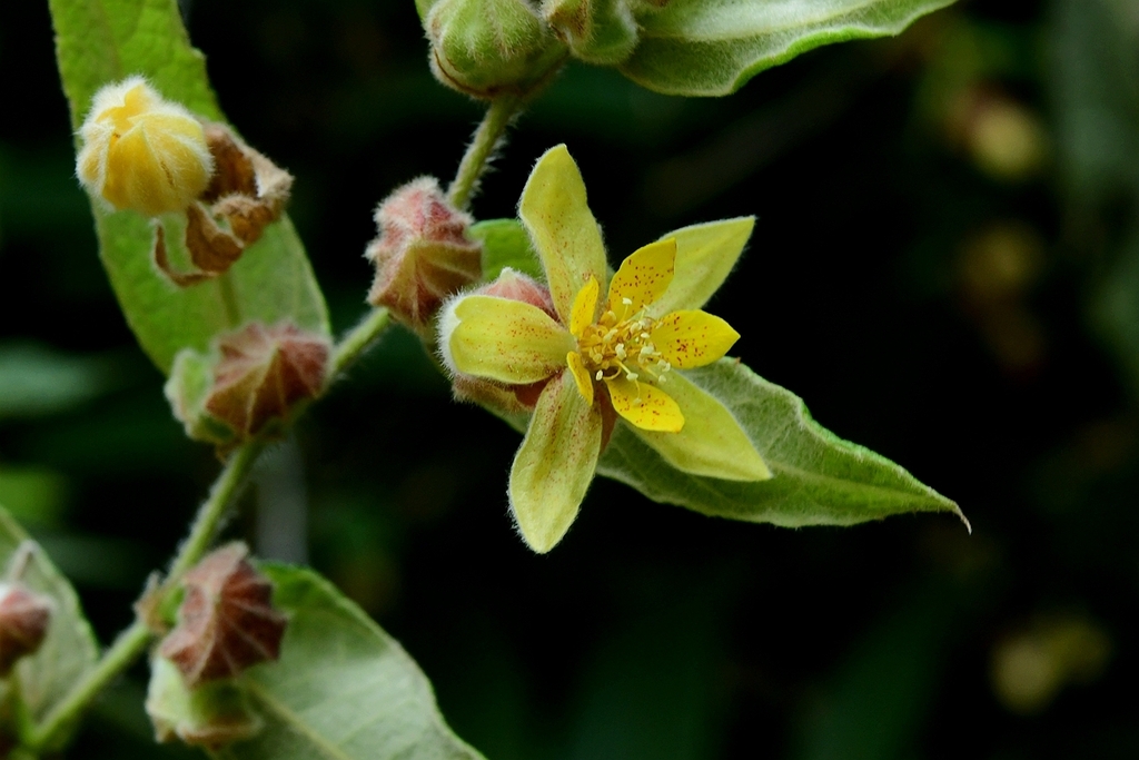 Colona auriculata