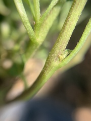 Physalis chenopodifolia
