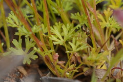 Trachymene cyanopetala