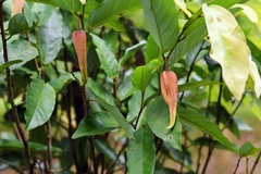 Dasymaschalon rostratum