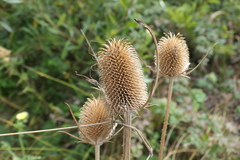 Dipsacus sativus