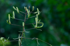 Cleome gigantea