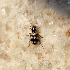 Eriopis connexa