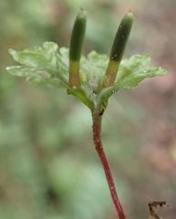 Symphyogyna hymenophyllum