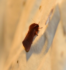 Phragmatobia