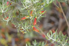 Eremophila glabra