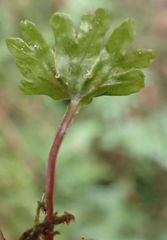 Symphyogyna hymenophyllum