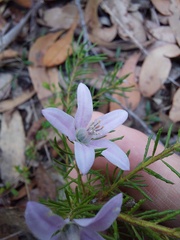 Philotheca reichenbachii