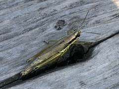 Paroxya