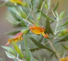 Eremophila glabra
