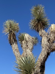 Yucca brevifolia