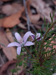 Philotheca reichenbachii