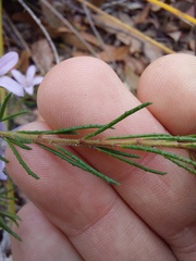 Philotheca reichenbachii
