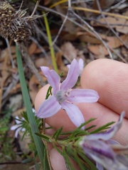 Philotheca reichenbachii