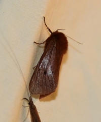 Phragmatobia
