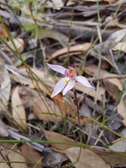 Caladenia alata