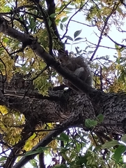 Sciurus carolinensis
