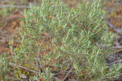 Eremophila glabra