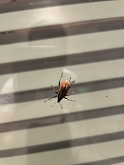 Diaprepes abbreviatus