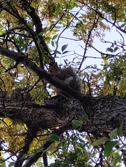 Sciurus carolinensis