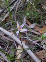Caladenia alata