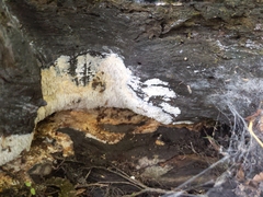 Radulomyces copelandii