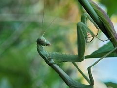 Stagmomantis carolina