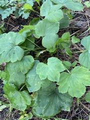 Ranunculus