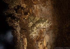 Crasilogia gressitti