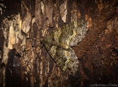 Crasilogia gressitti