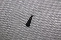 Mystacides sepulchralis