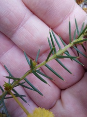 Acacia echinula