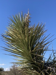 Yucca brevifolia