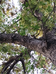 Sciurus carolinensis