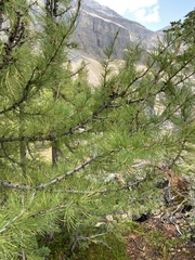 Larix lyallii