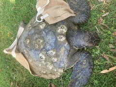 Chelonibia testudinaria