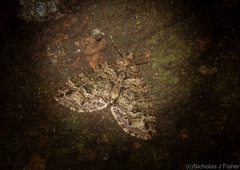 Crasilogia gressitti