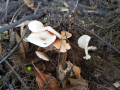 Crepidotus nyssicola