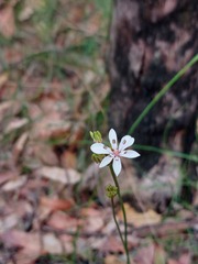 Burchardia umbellata