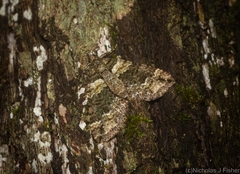 Crasilogia gressitti