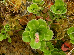 Saxifraga spathularis