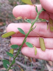 Bossiaea stephensonii