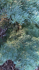 Abies magnifica