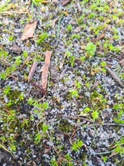 Myrmecia