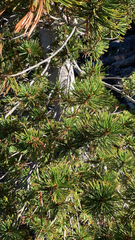 Pinus albicaulis