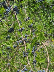 Forestiera pubescens