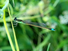 Ischnura ramburii