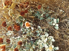 Eriogonum latifolium
